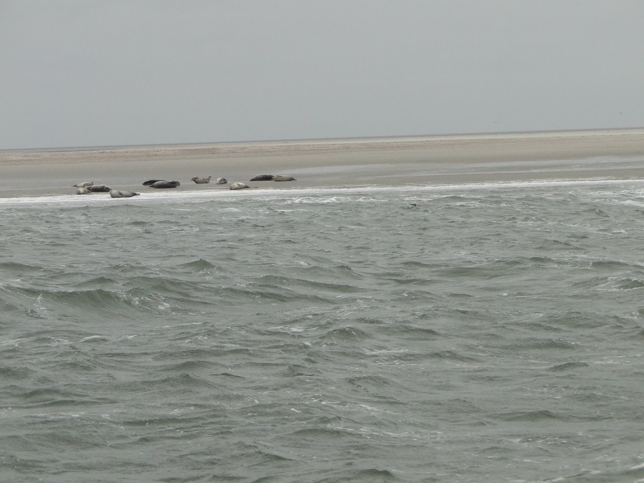 HWK Texel 215.jpg